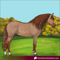 Horse Color:Red Dun 