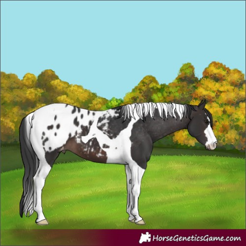 Horse Color:Brown Tobiano Blanket 