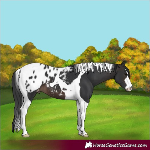 Horse Color:Brown Tobiano Appaloosa 