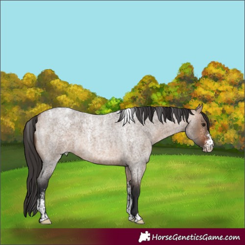 Horse Color:Powder White Bay Roan Dun 