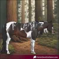 Horse Color:Powder White Brown Tobiano 