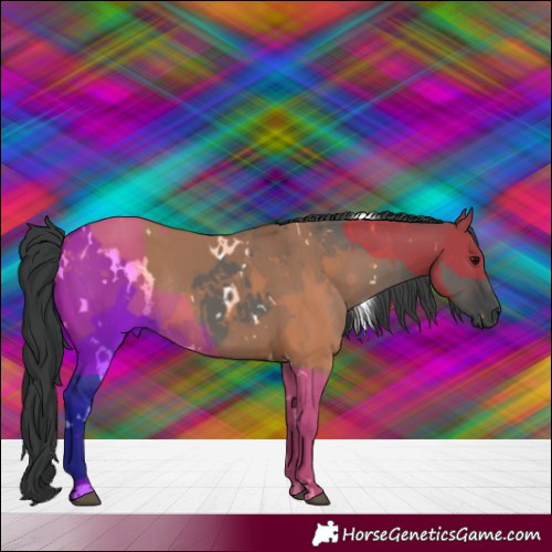 Horse Color:White Spotted Grullo Rabicano 