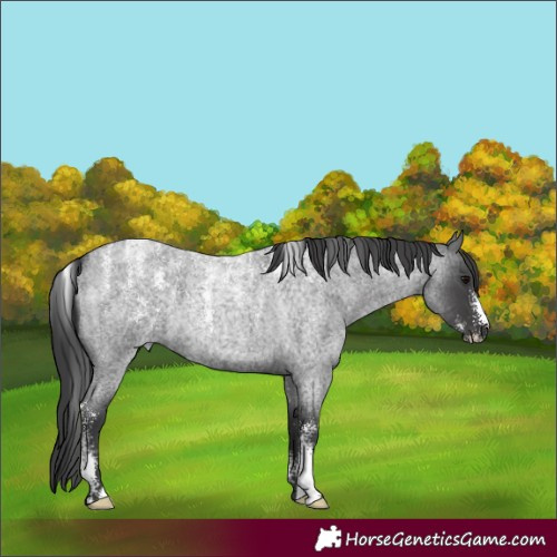 Horse Color:Powder White Blue Roan 