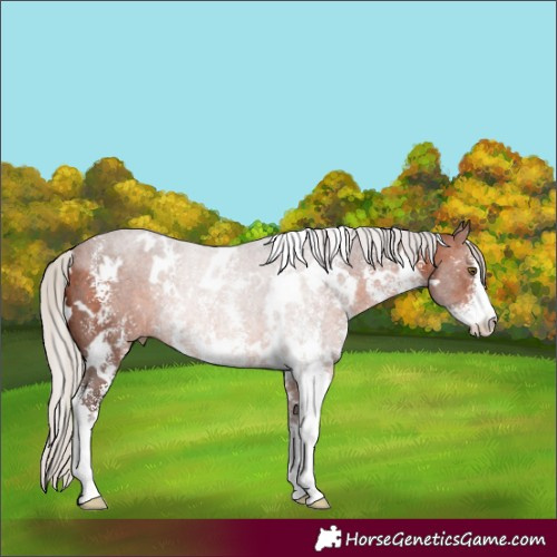 Horse Color:White Spotted Silver Brown Sabino Rabicano 