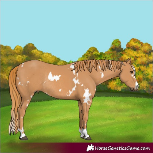 Horse Color:White Spotted Chestnut Rabicano 