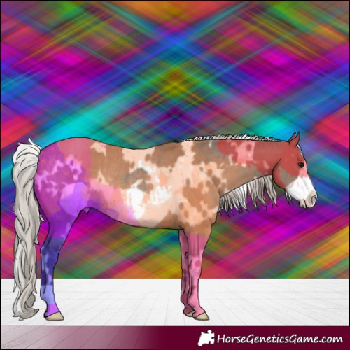 Horse Color:White Spotted Silver Grullo Frame Rabicano 