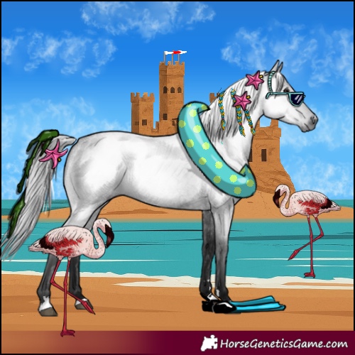 Horse Color:Gray Blue Roan 