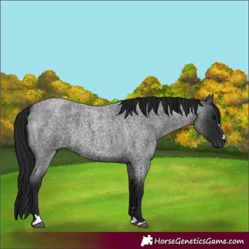 Horse Color:Gray Blue Roan 