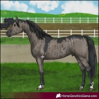 Horse Color:Grullo Brindle 