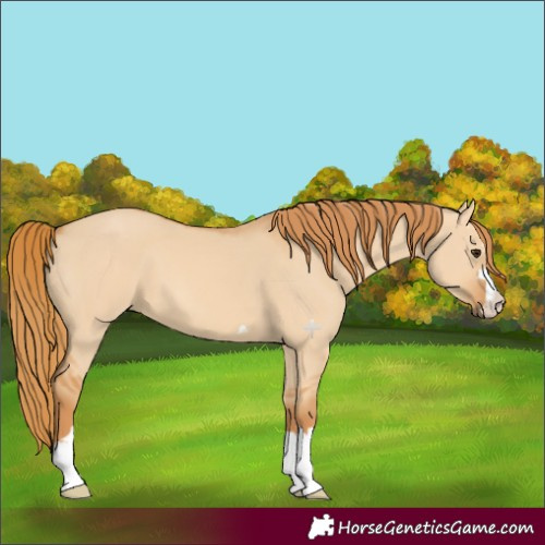 Horse Color:Red Dun 