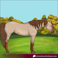 Horse Color:Red Dun 
