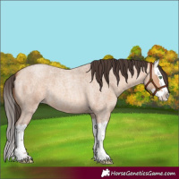 Horse Color:Amber Champagne Roan Splash 