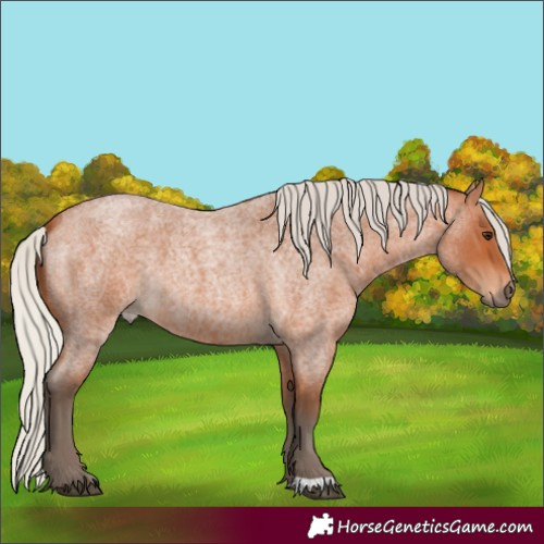 Horse Color:Silver Bay Roan 