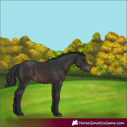 Horse Color:Brown 