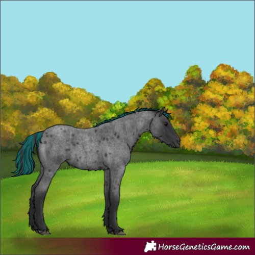 Horse Color:Painted Blue Roan 