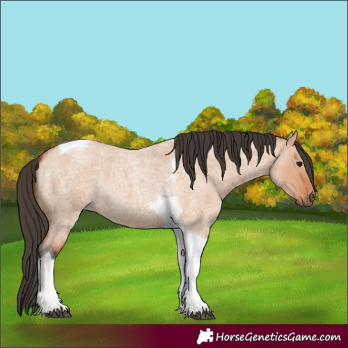 Horse Color:Bay Roan Dun Tobiano 
