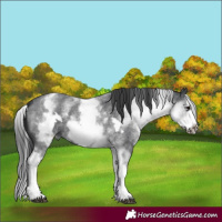 Horse Color:White Spotted Blue Roan Splash Frame 