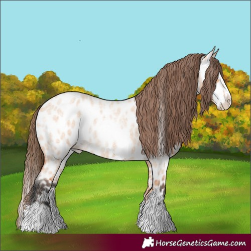 Horse Color:Bay Roan Dun Splash Appaloosa 