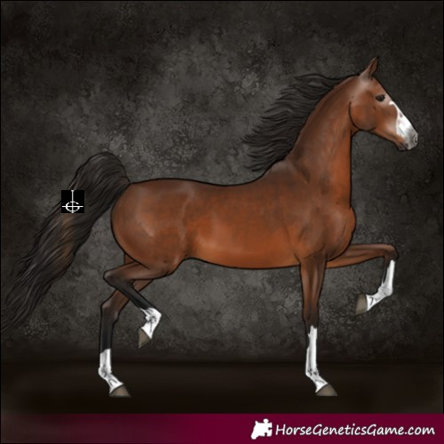 Horse Color:Gray Bay 