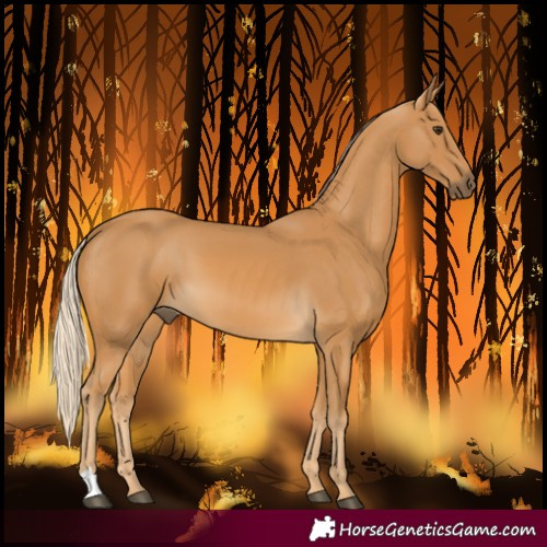 Horse Color:Palomino 