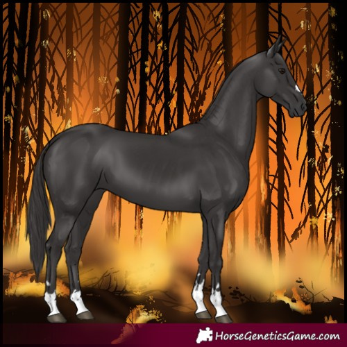 Horse Color:Smoky Black