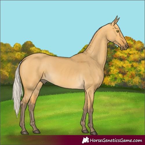 Horse Color:Silver Buckskin Dun 