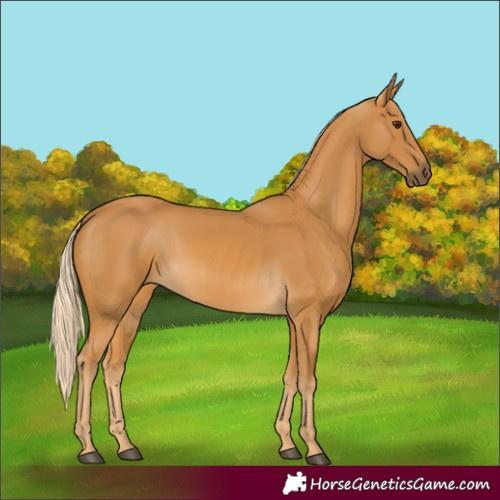 Horse Color:Palomino 