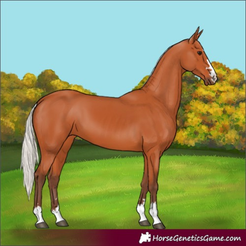 Horse Color:Silver Bay 