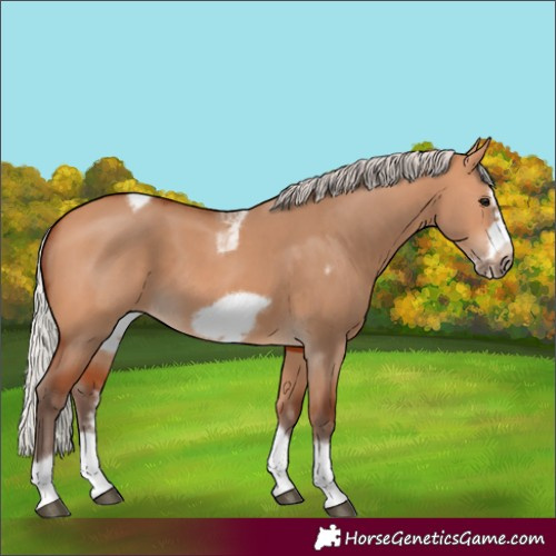 Horse Color:Silver Bay Dun Sabino Tobiano Frame Rabicano 