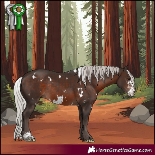 Horse Color:White Spotted Silver Brown Sabino Rabicano 
