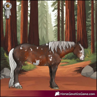 Horse Color:White Spotted Silver Brown Sabino Rabicano 