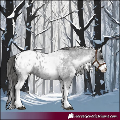 Horse Color:White Spotted Blue Roan Appaloosa 