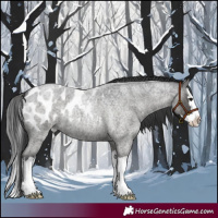 Horse Color:Blue Roan Splash Appaloosa 