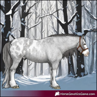 Horse Color:Blue Roan Splash Appaloosa 