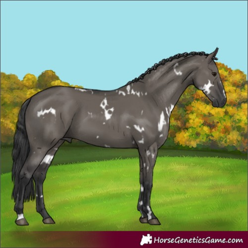 Horse Color:White Spotted Grullo 