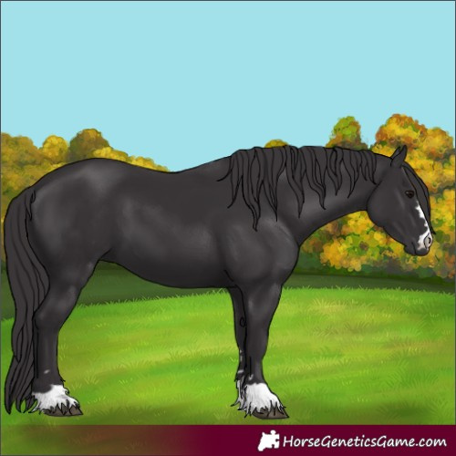 Horse Color:Smoky Black 