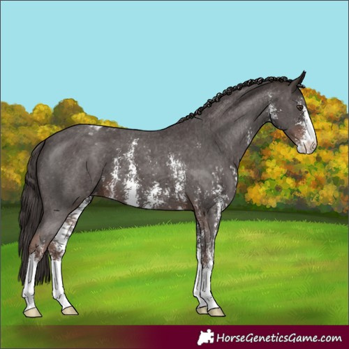Horse Color:Liver Chestnut Sabino Appaloosa 