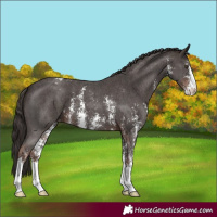 Horse Color:Liver Chestnut Sabino Appaloosa 