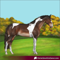 Horse Color:Liver Chestnut Tobiano 