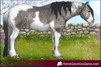 Horse Color:Blue Onyx Ice Tobiano Frame 