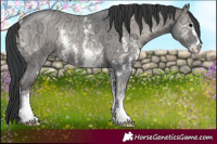 Horse Color:Blue Onyx Ice Sabino Rabicano