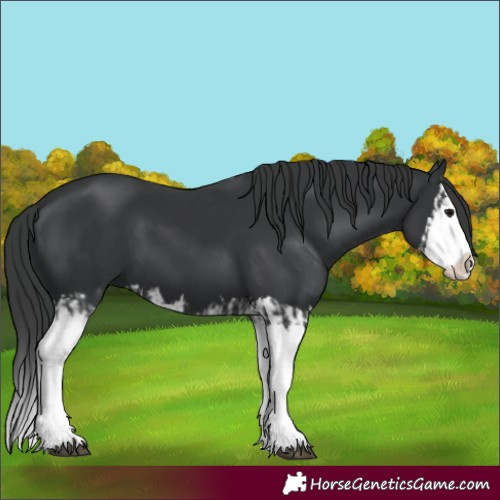Horse Color:Black Splash  and Black Splash 