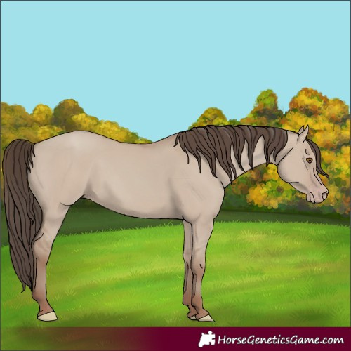 Horse Color:Classic Champagne Dun 