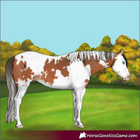 Horse Color:White Spotted Bay Splash 