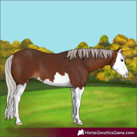 Horse Color:Silver Bay Splash 