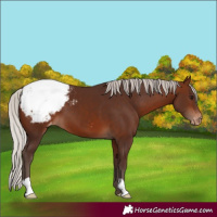 Horse Color:Silver Bay Appaloosa 