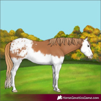 Horse Color:Chestnut Splash Appaloosa