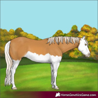 Horse Color:Palomino Splash