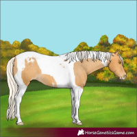 Horse Color:Silver Buckskin Tobiano Varnish 