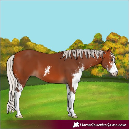 Horse Color:Silver Bay Sabino 